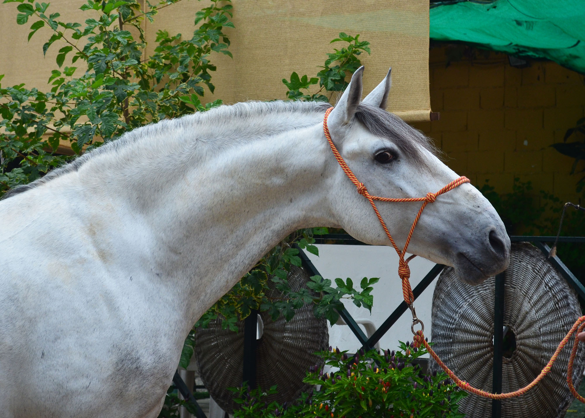 Listado de Caballos en Venta